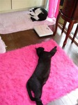 Picture 2006 7 dreamland .jpg